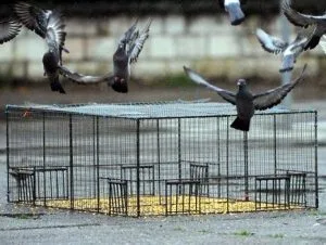 réel-capture-cages-anti-pigeons-anti-volatiles-hakainet-moselle-meurthe-et-moselle-metz-nancy-depigeonnage-2