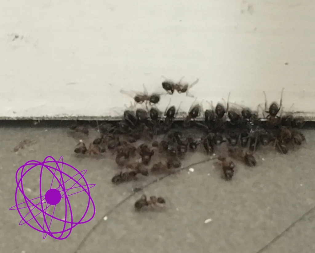 traitement fourmis moselle